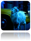 collage_image