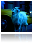 collage_image